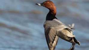 Редуголски катерица или черно и червено